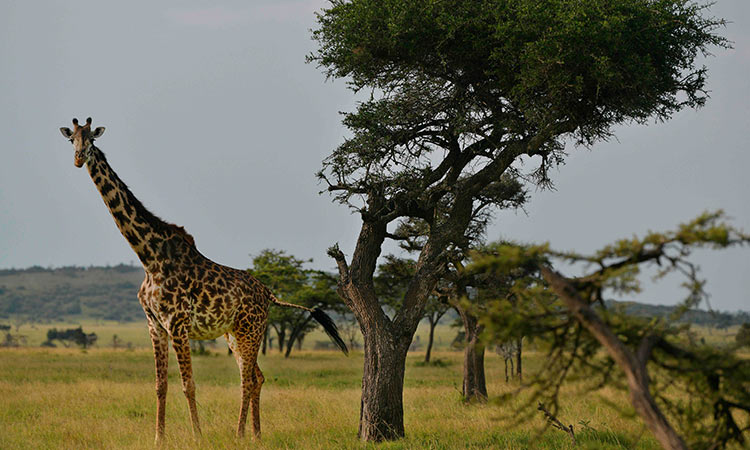 Kenya wildlife 2