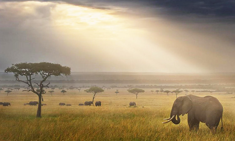Masai elephant 3