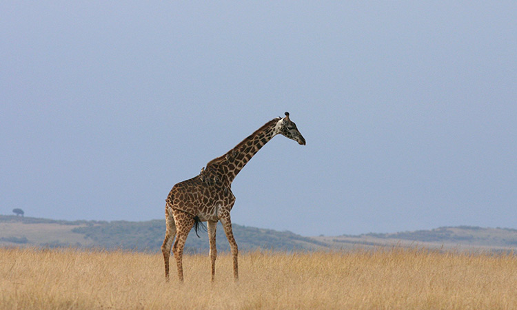 Masai giraffe 1