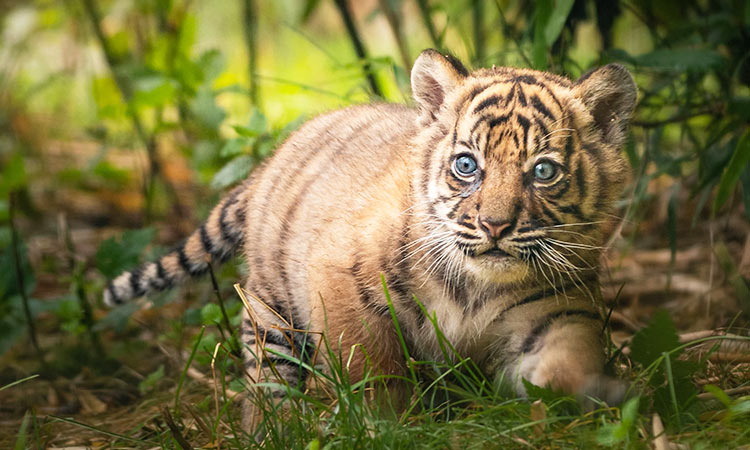 tiger cub 1