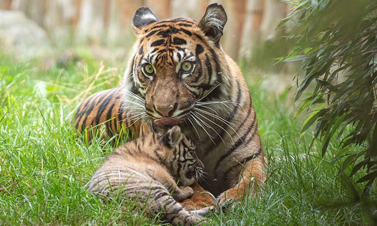 tiger cub 2
