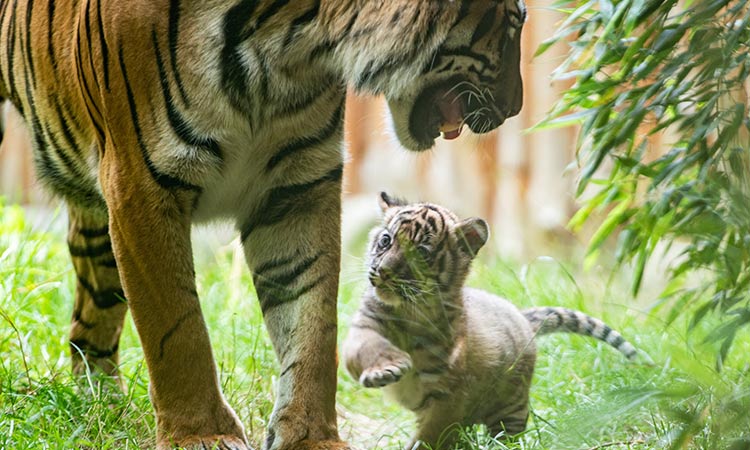 tiger cub 3