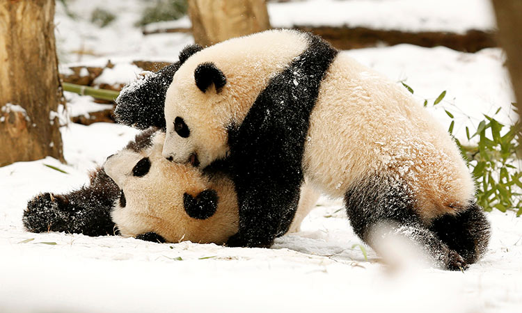 panda baby 1