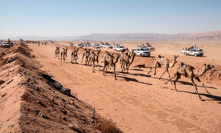 camel race 2