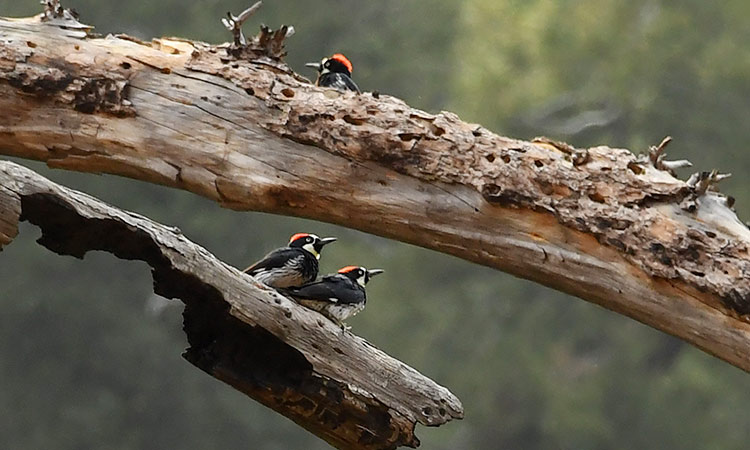 woodpeckers 2