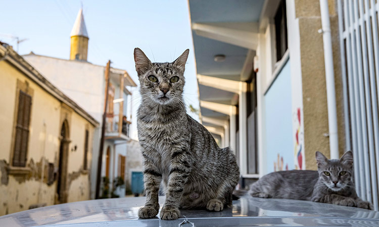 Γάτες της Κύπρου 