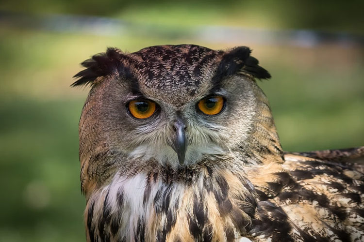 owl 44