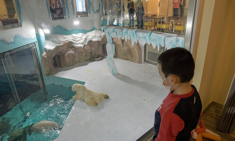 polar bear 3