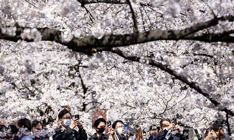 Japan Cherry blossom 2