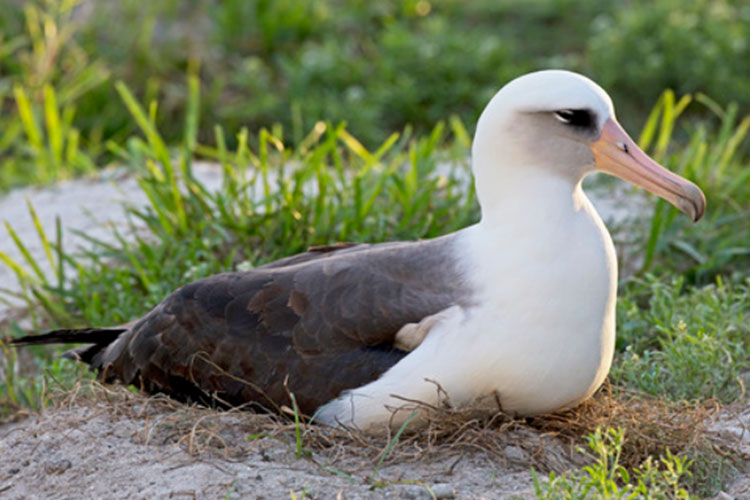 Laysan albatross bird 1