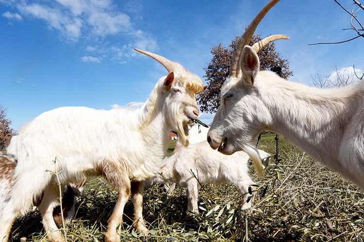 goats11