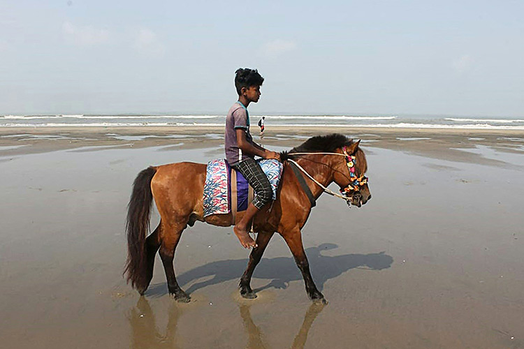 Bangladesh horse 2