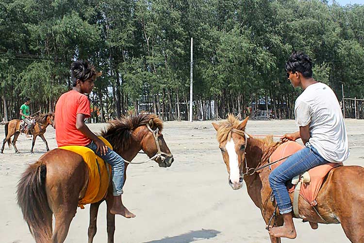 Bangladesh horse 1