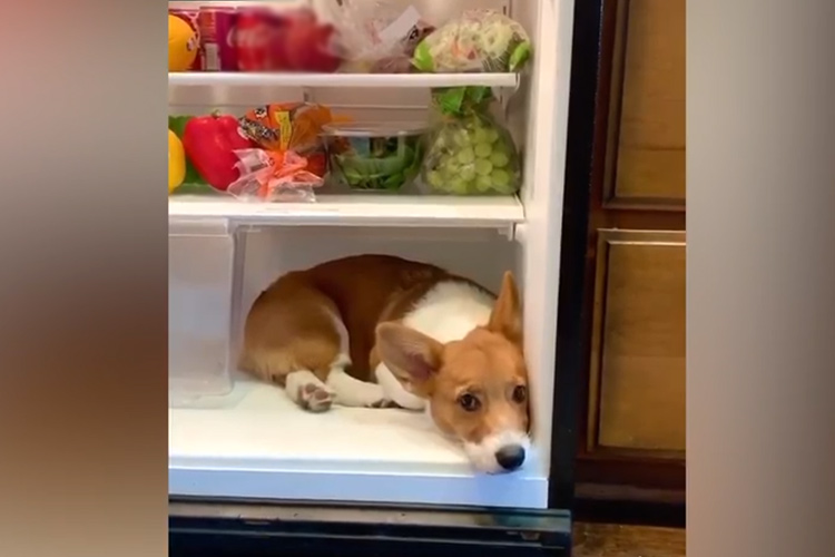 dog fridge 11