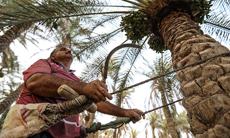 Iraq palm 3