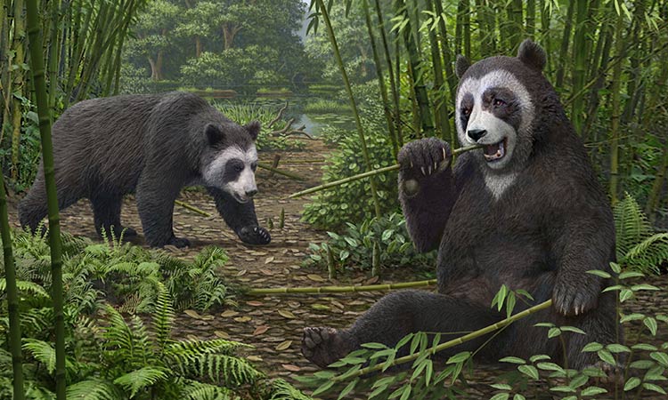 Fossil panda 2