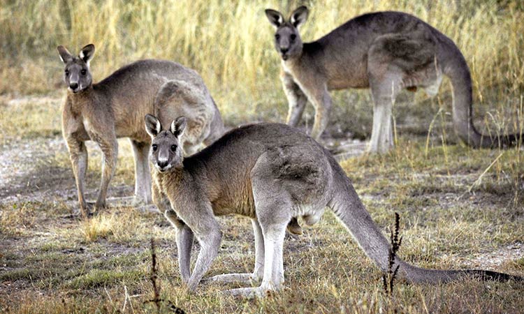 kangaroo 55