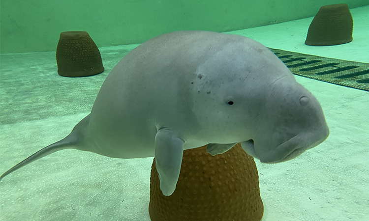 dugong 1