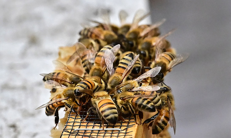 honey bees 5