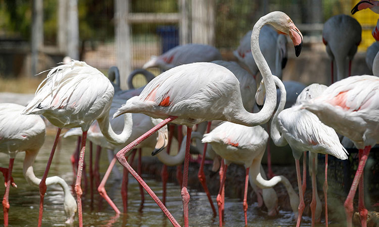 Baghdad zoo flamingos 1
