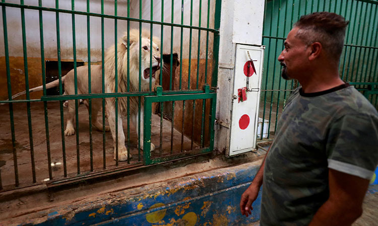 Baghdad zoo lion 4