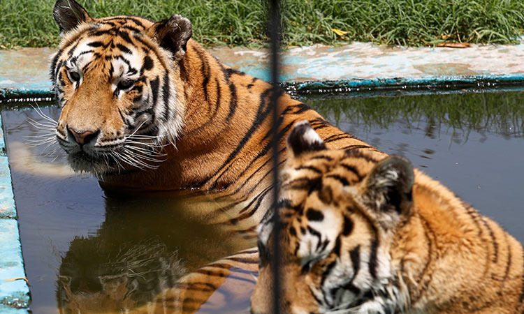 Baghdad zoo tiger 3