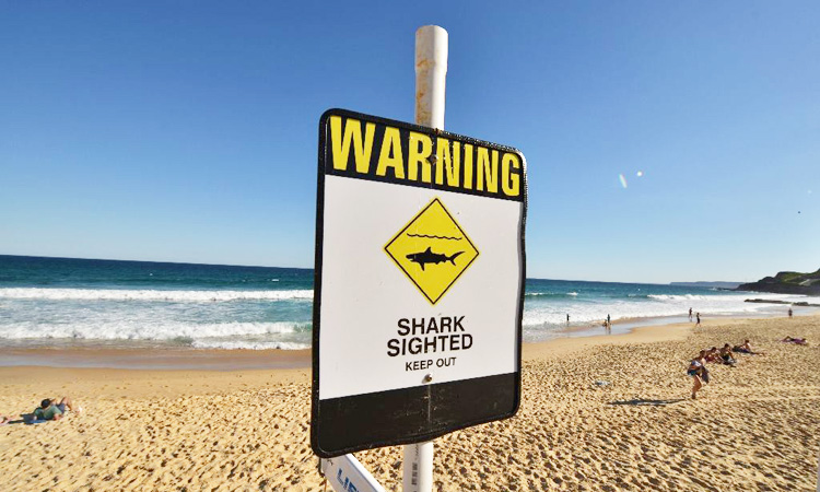 Official says shark bites 2 men on Great Barrier Reef - GulfToday