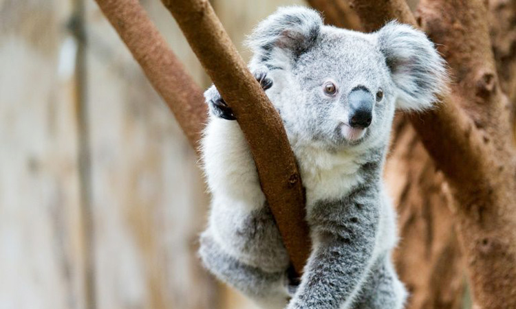 Australia_Koalas_750