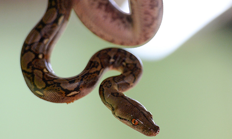 SnakePython