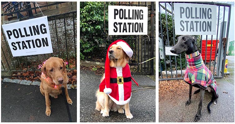 Dogs-UK-Polls