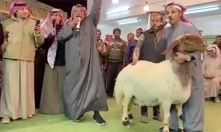 Kuwait-costly-Sheep-750x450