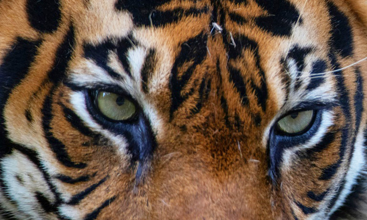 Tiger-_-Sumatra_750