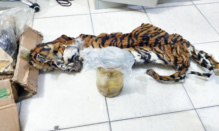 Indonesia_Tiger_Poachers_750