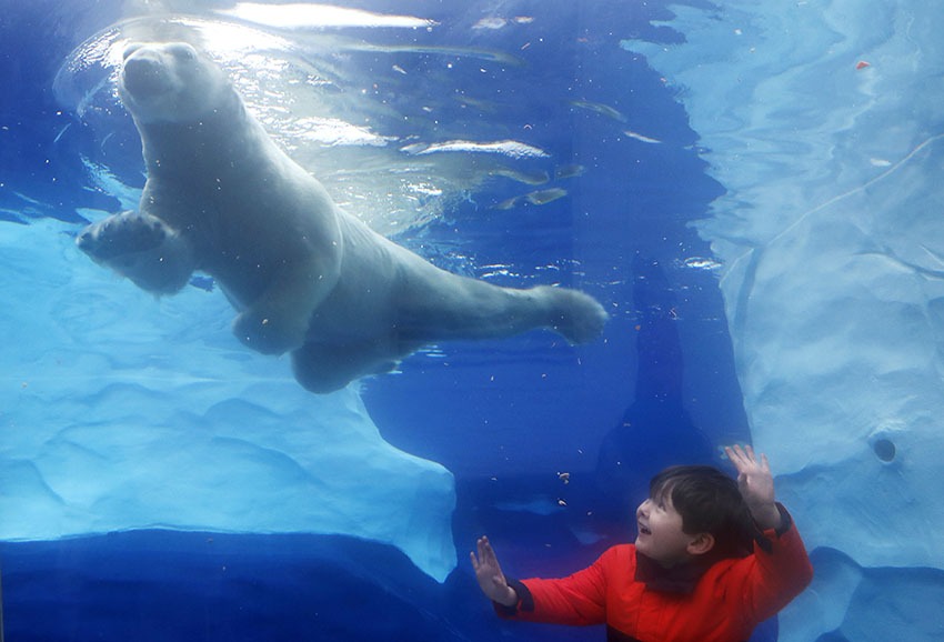 A polar bear swims by a young child during the Detroit zoo's Valentine's themed Heart Fest, Thursday, Feb. 7, 2019, in Royal Oak, Mich. — Associated Press