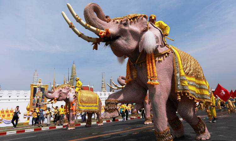 Elephants-March-Thailand1-750