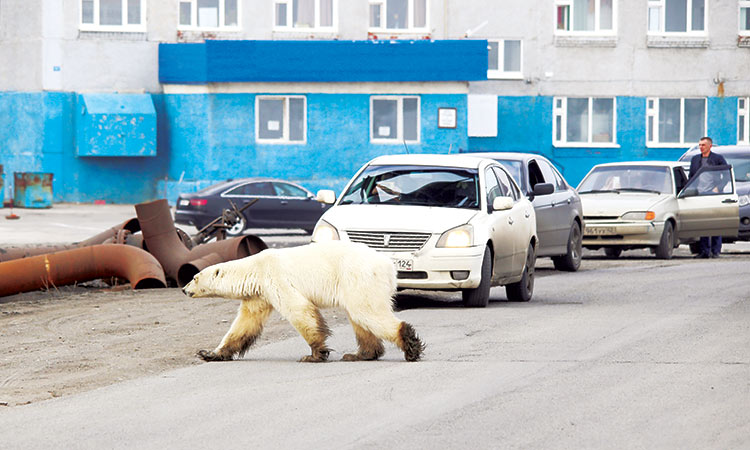 Bear-Russia