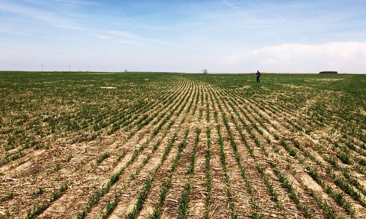 Wheat-fields-750