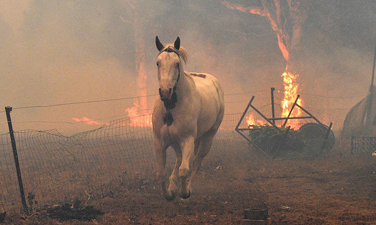 Australia-Wildfires-Animals-Jan6-main4-750