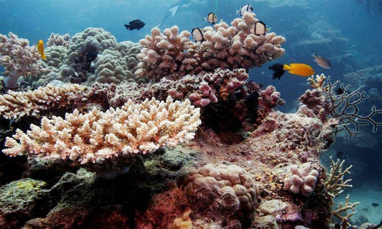Great-Barrier-Reef