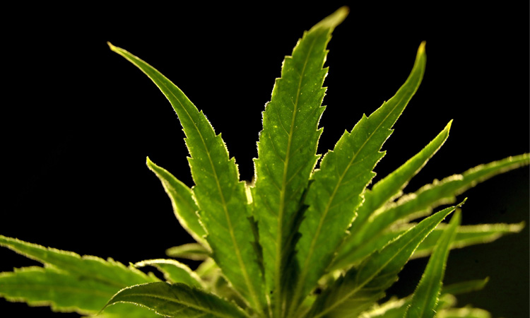 NZ--Marijuana