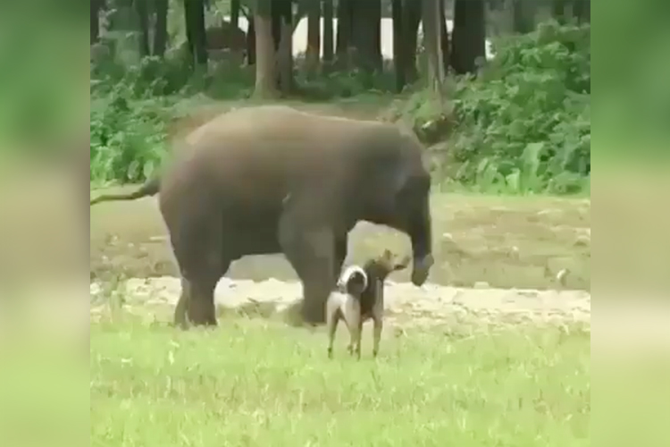 Elephant Dog