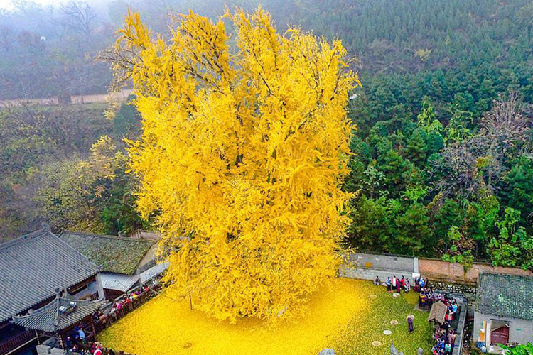 China-Tree