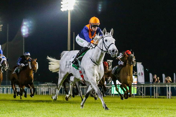 Horse-Dhabi