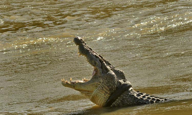 CrocodileIndonesia
