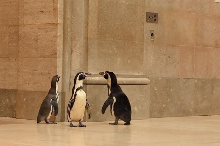 Penguins-at-museum-750x450