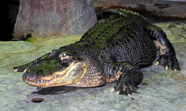 AlligatorSaturn