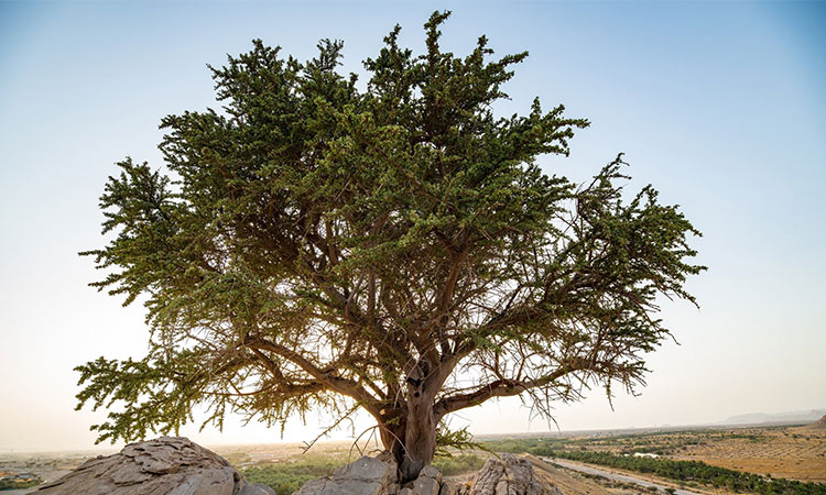 al-sahr-tree