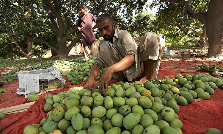 Pakistan-mangos-July08-main1-750