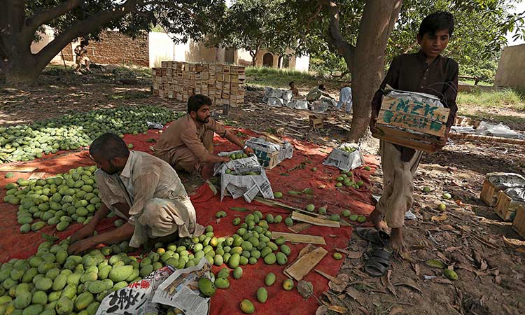 Pakistan-mangos-July08-main2-750