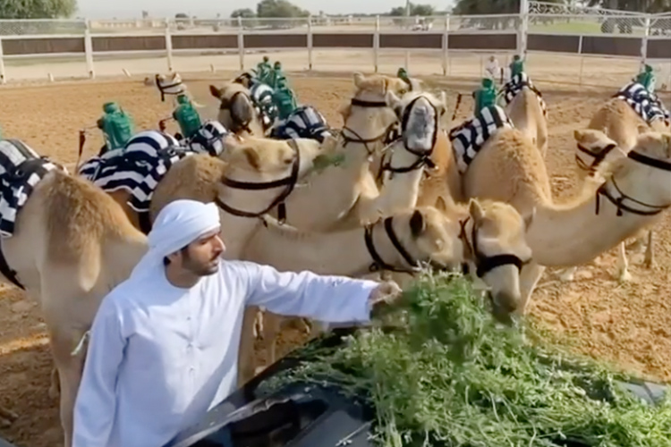 Hamdan-camels